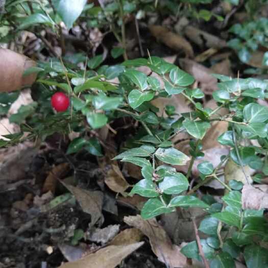 阳新县绣花针,刺虎、寿星草、黄脚鸡纯新鲜小叶绣花针,老虎刺新鲜