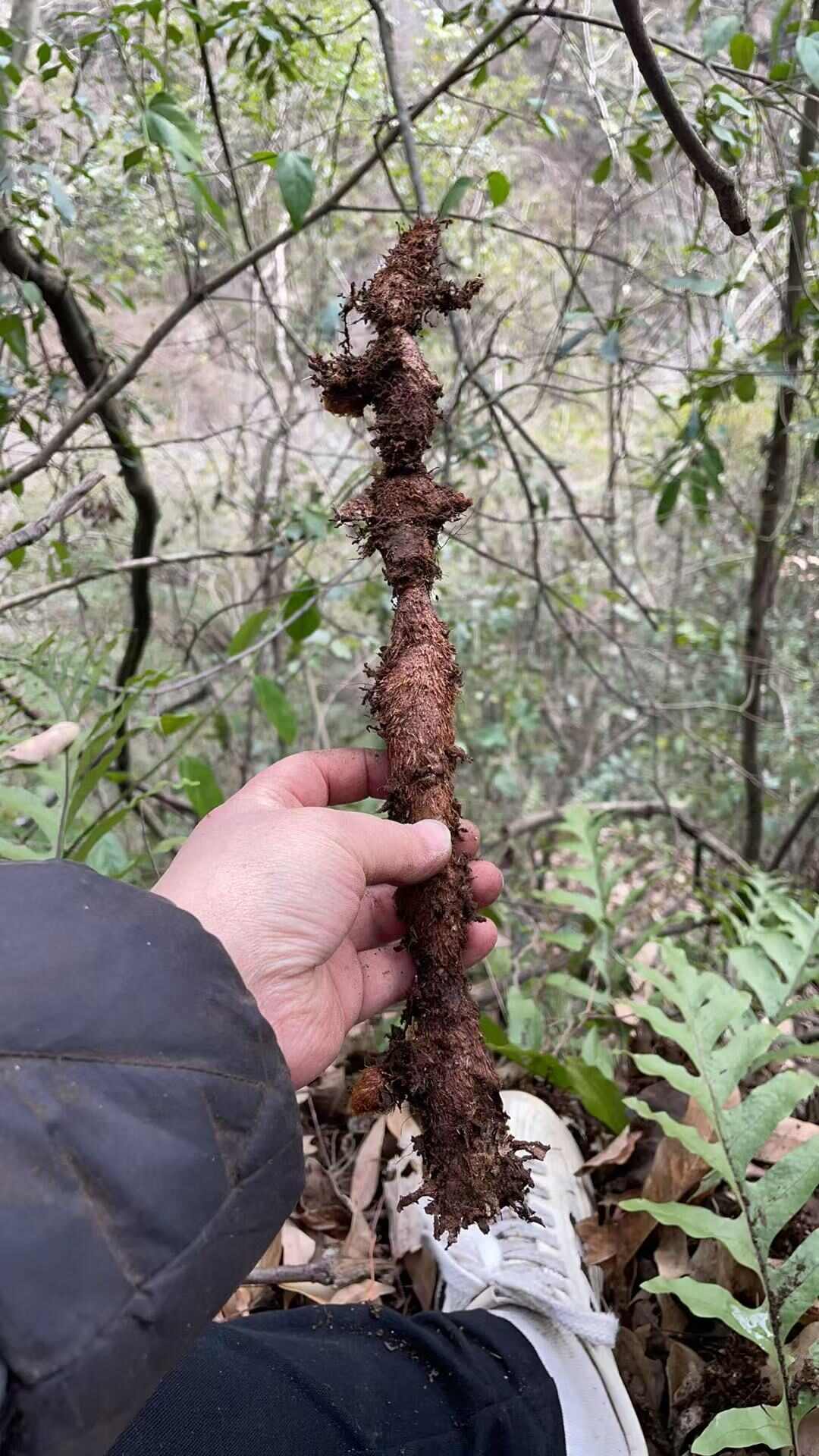 骨碎补鲜货 干货 大货供应。欢迎咨询洽谈合作