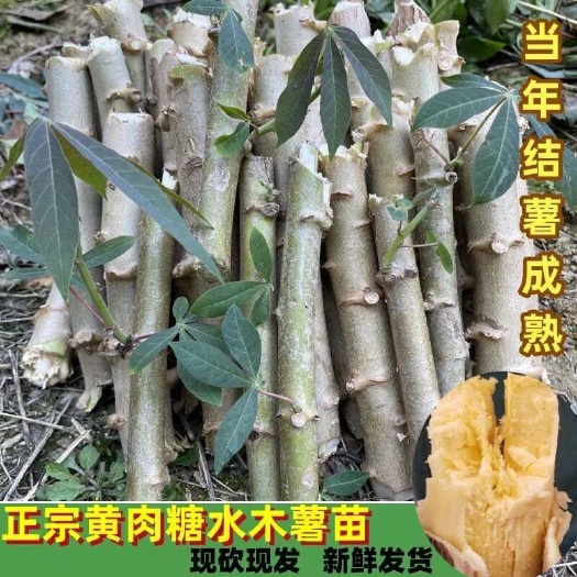 容县黄肉木薯华南9号黄心木薯苗种苗批发
