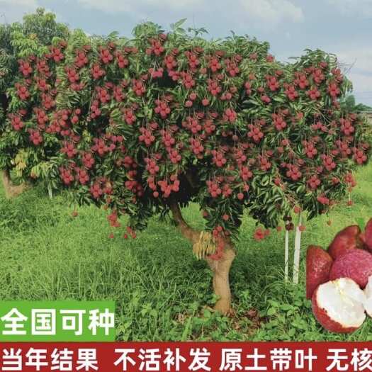 灵山县广西冰荔先进奉荔枝苗南北方种植带土带叶发货正品嫁接