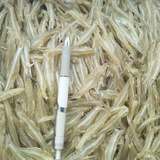 北海无头白凡鱼