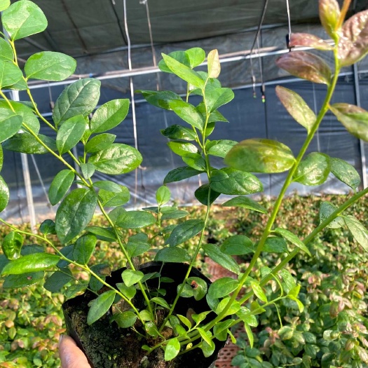 莒南县花香蓝莓苗，基地直供没有中间商