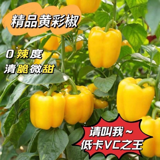 寿光市山东自家种植精品黄灯笼椒生吃微甜不辣新鲜圆柿子椒现摘五彩甜椒