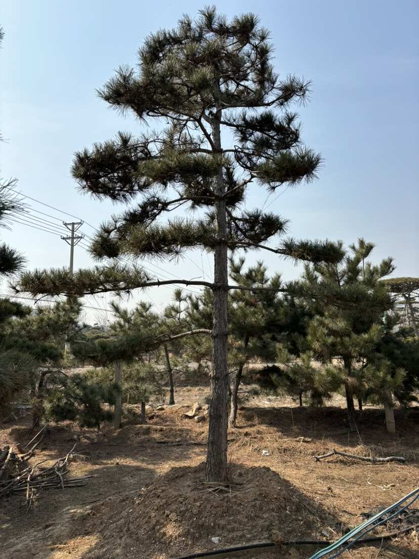 处理 量大价低