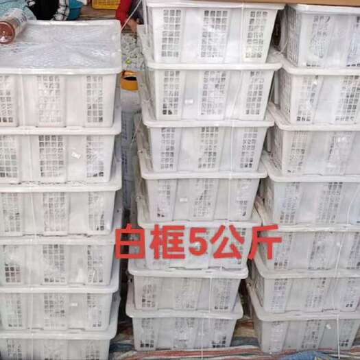 元谋县全年供应无花果，基地直发，空运，质量保证，价格优惠