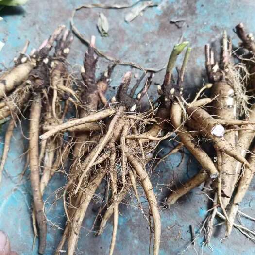 临洮县白芍苗子