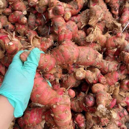 化州市广东粤西红皮南姜新鲜包邮山姜野生牛羊肉火锅配料卤味调味品