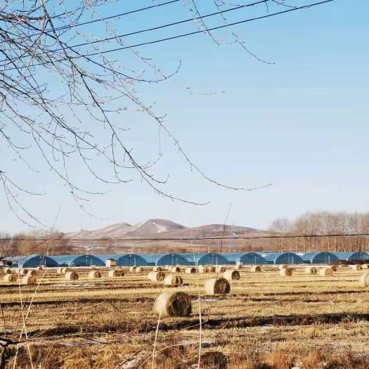 乌兰浩特内蒙古产稻草秸秆饲料适用于牛羊马食用农牧优选