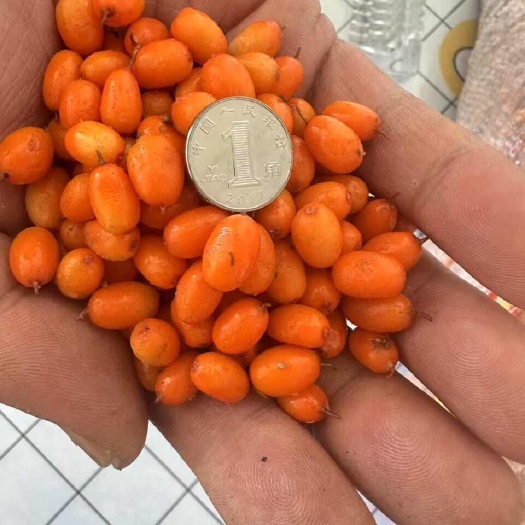 沙棘果，内蒙呼伦贝尔沙棘果。量大