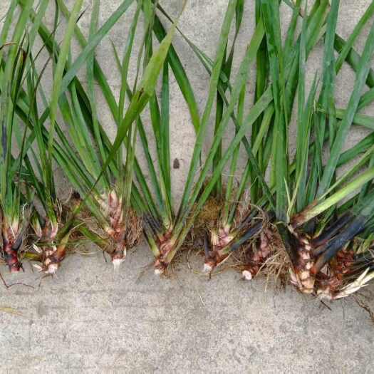 宁都县江西石菖蒲苗 菖蒲种苗 苗圃直发 货源充足 欢迎老板下单
