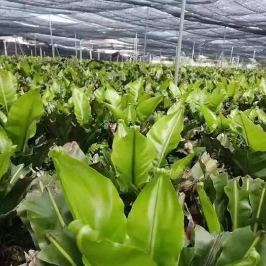清远山苏野菜种植基地