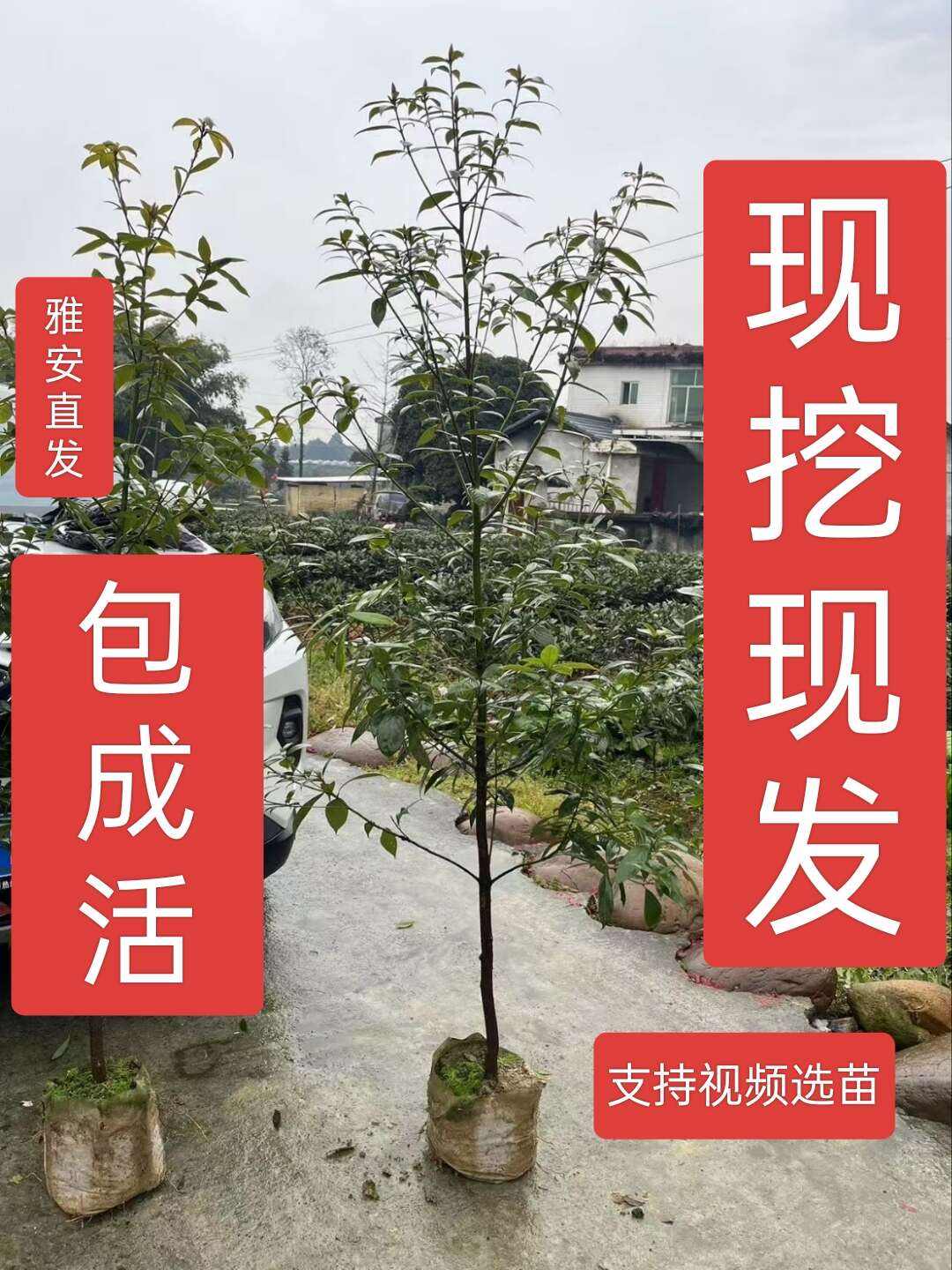 雅安四川雅安桢楠、小叶桢楠、桢楠金丝楠木——帝王之木