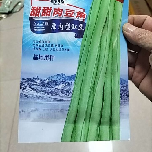 长沙厚肉形豆角种子