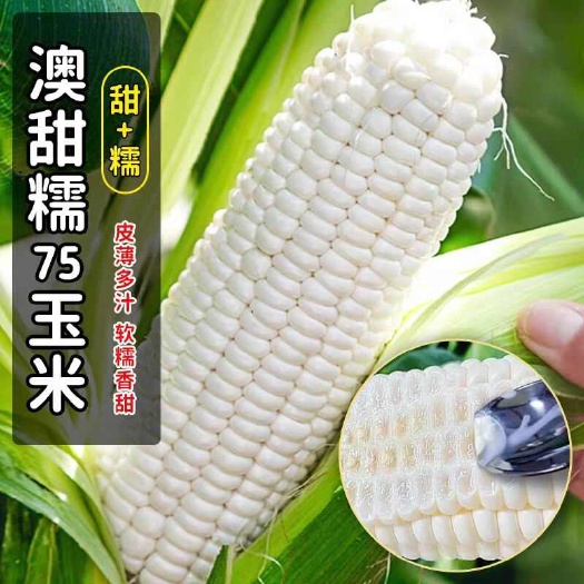 泌阳县甜糯玉米种子  加甜型糯玉米，穗大，糯甜，无渣，澳甜糯75