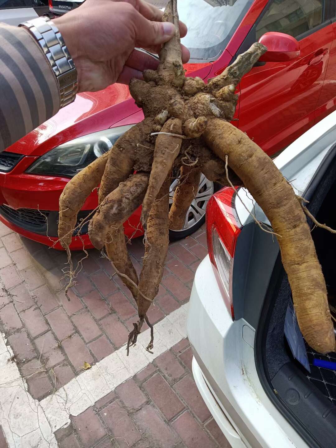 玄参子芽   玄参芽  大量供应玄参种苗