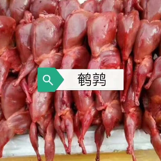 承德公鹌鹑，白条鹌鹑