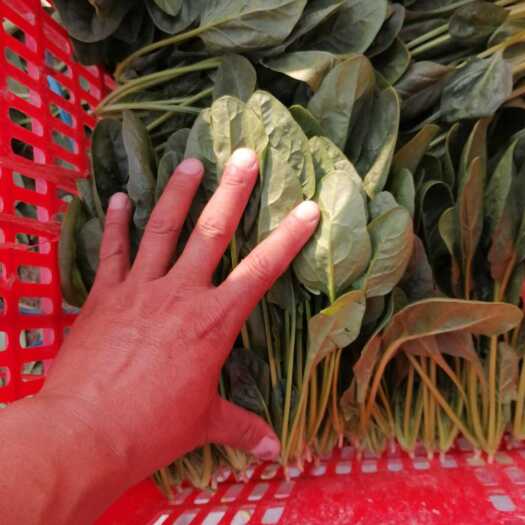 鄄城县常年供应精品菠菜，产地直发，