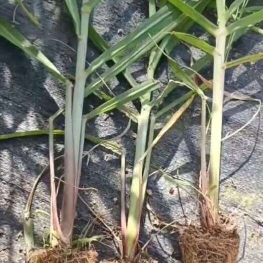彭州市黄皮甘蔗直栽苗   一根能长 3根商品甘蔗    提供种植技