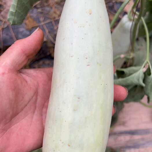 莘县博洋61甜瓜，博洋系列，大量有货对接大型商超，档铺批发，社