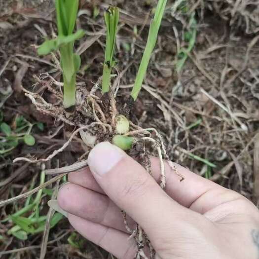 邻水县紫花宽叶巨茎白岌露天驯化苗，块茎大易成活
