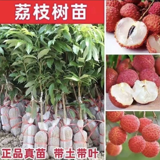 灵山县广西桂味荔枝嫁接树苗正品嫁接好种植好管理