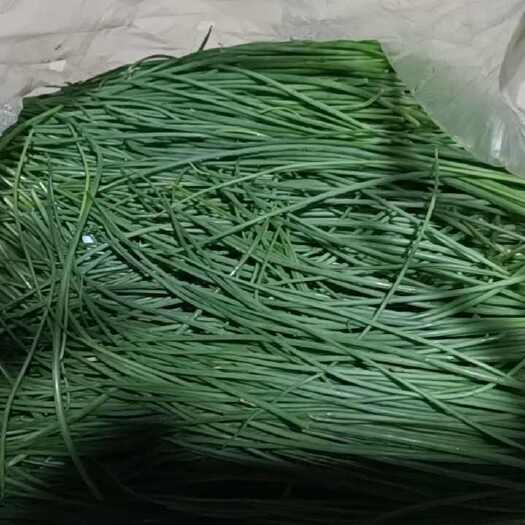 广州西北新鲜沙葱，优质农产品