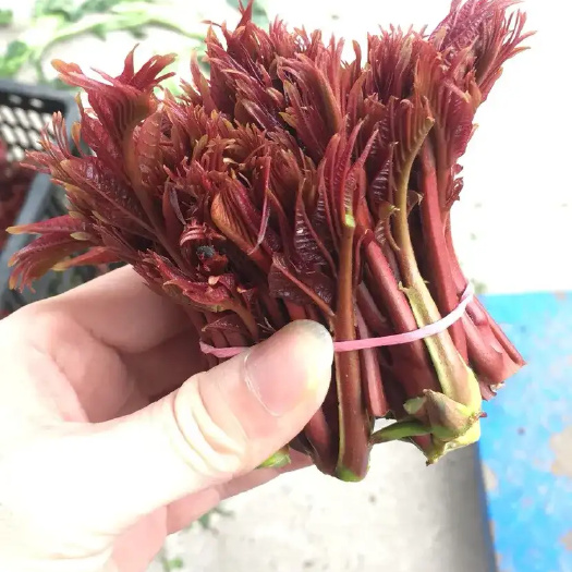 大竹县香椿芽