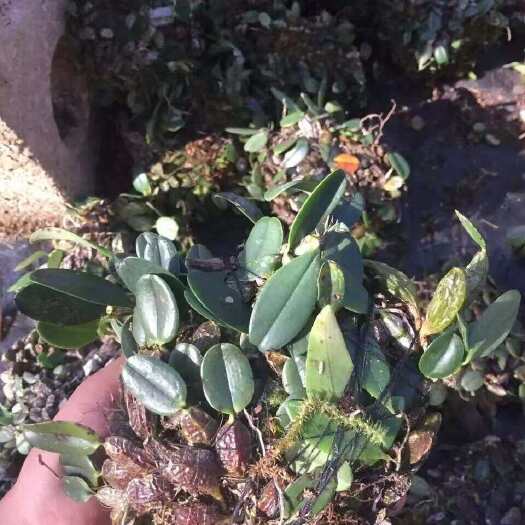 楚雄市石橄榄