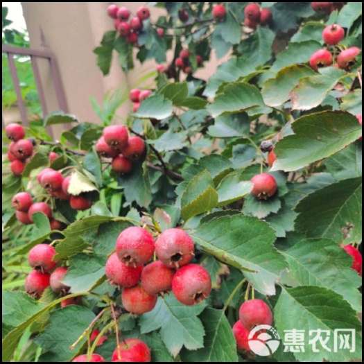 新泰市山里红山楂树7年树
