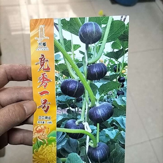 长沙贝贝南瓜种子