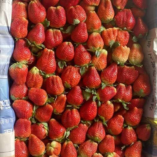 广东露冬草莓