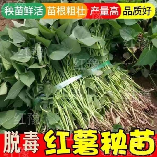 山东沙地正宗烟薯25号糖心流油新鲜地瓜苗山芋香甜软糯