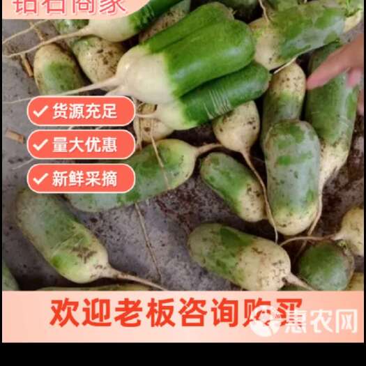 莘县青萝卜