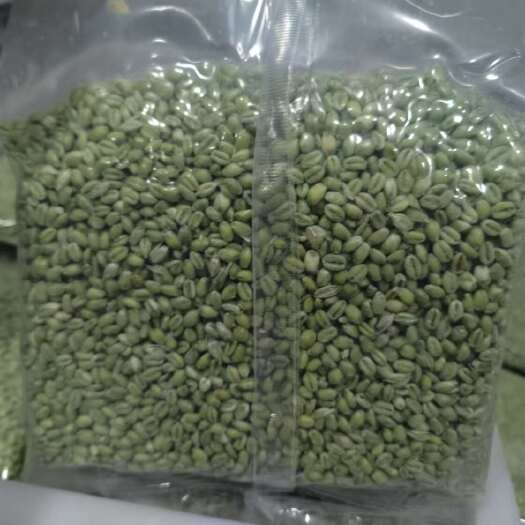 永城市青麦仁新鲜现采小麦麦仁青麦