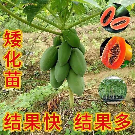 灵山县大青木瓜树苗广西发货产量高矮化