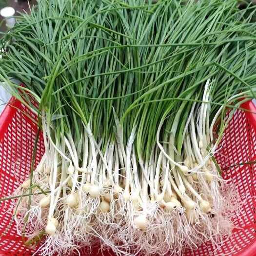 信丰县野蒜