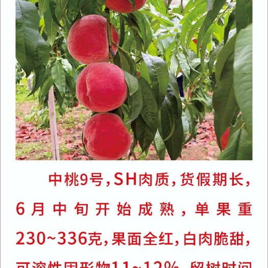 砀山县中桃9号桃苗