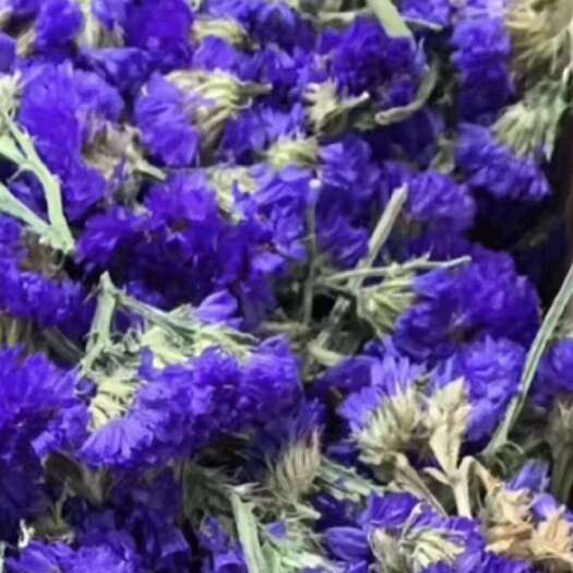 勿忘我干花 云南直采新货 散装按斤批发 现货蓝色勿忘我花草茶