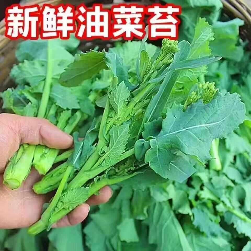 云南罗平新鲜油菜苔现摘