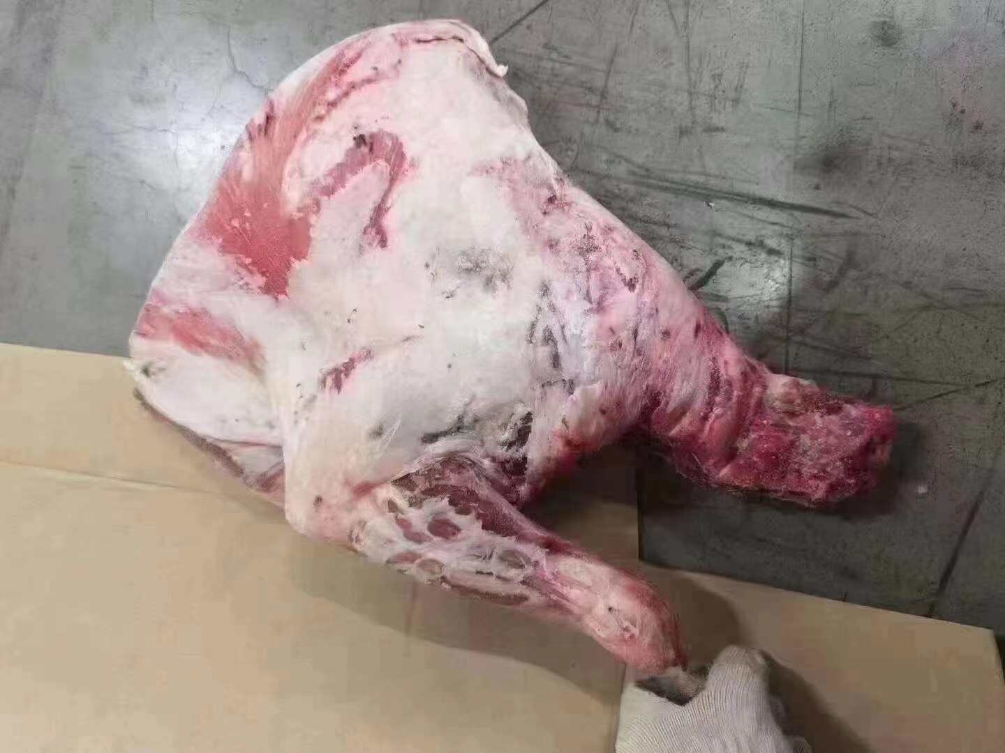 羊酮体，羊四分体