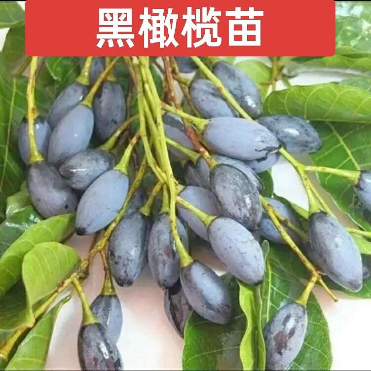 黑橄榄苗 黑橄榄直升苗，地径1到1.2公分可嫁接工艺榄！