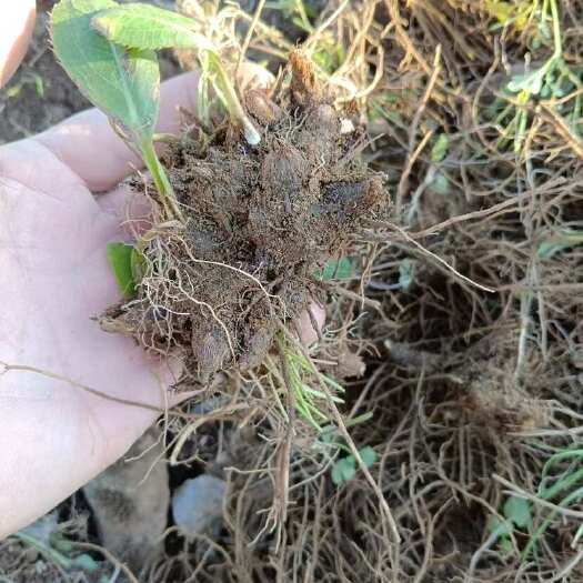 凤城市中药材苍术优质根茎辽宁丹东凤城发货 新鲜质优适合采购批发零售