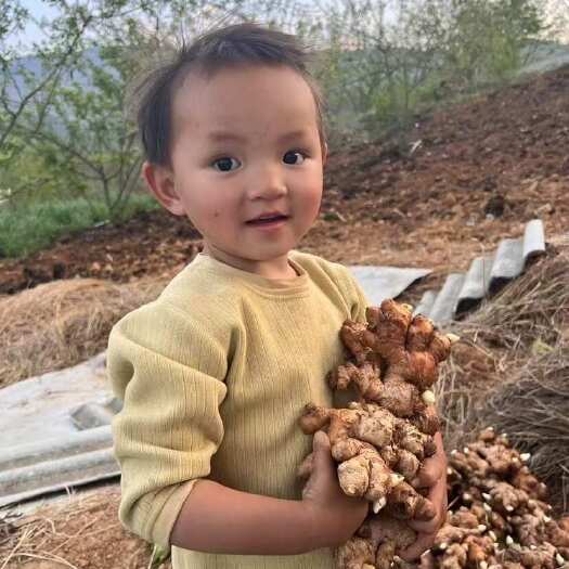 昭通云南昭通本地小黄姜种植