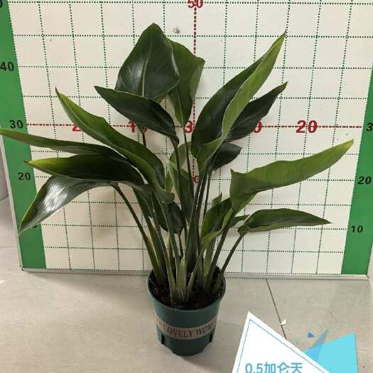 广州天堂鸟盆栽室内客厅大型绿植办公室大叶植物花卉鹤望兰去甲醛新房