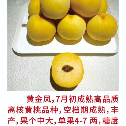 砀山县黄金凤黄玫瑰黄桃苗