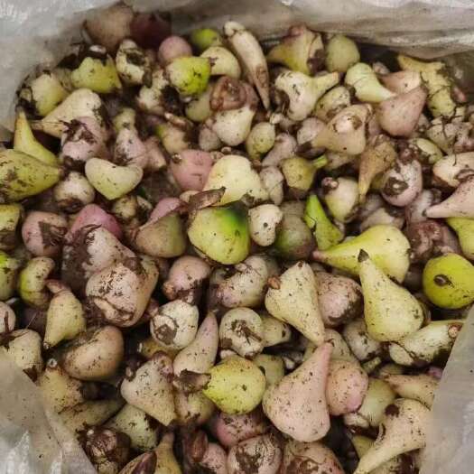 福贡县云南产白及中药材 新鲜根茎批发零售  品质稳定可溯源