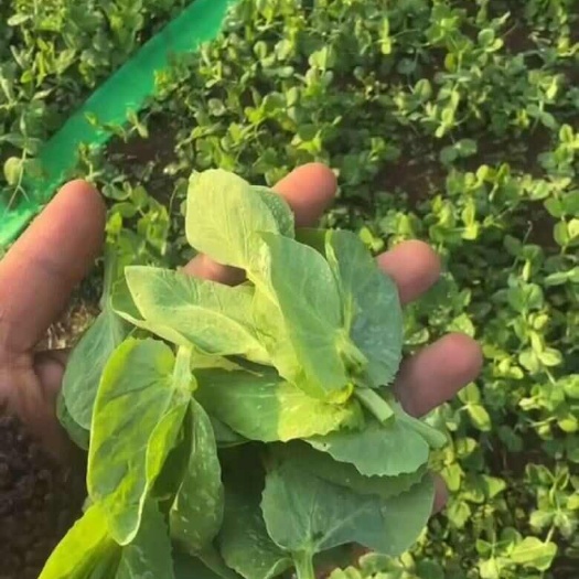 砚山县云南文山豌豆苗（豆杯）