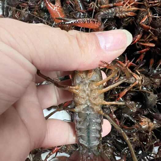 潜江市潜江小龙虾鲜活基地直发源头小龙虾中青