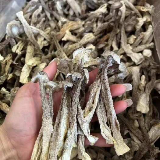 广州鹿茸菇     鹿茸蘑干货  源头直销大量批发