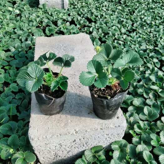 甜查理 四季奶莓营养杯草莓苗 量多优惠 质量保证